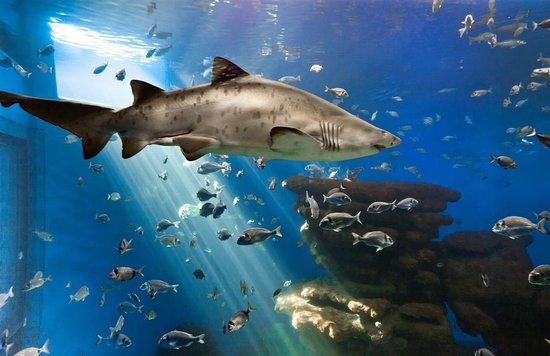 Acquario di Palma